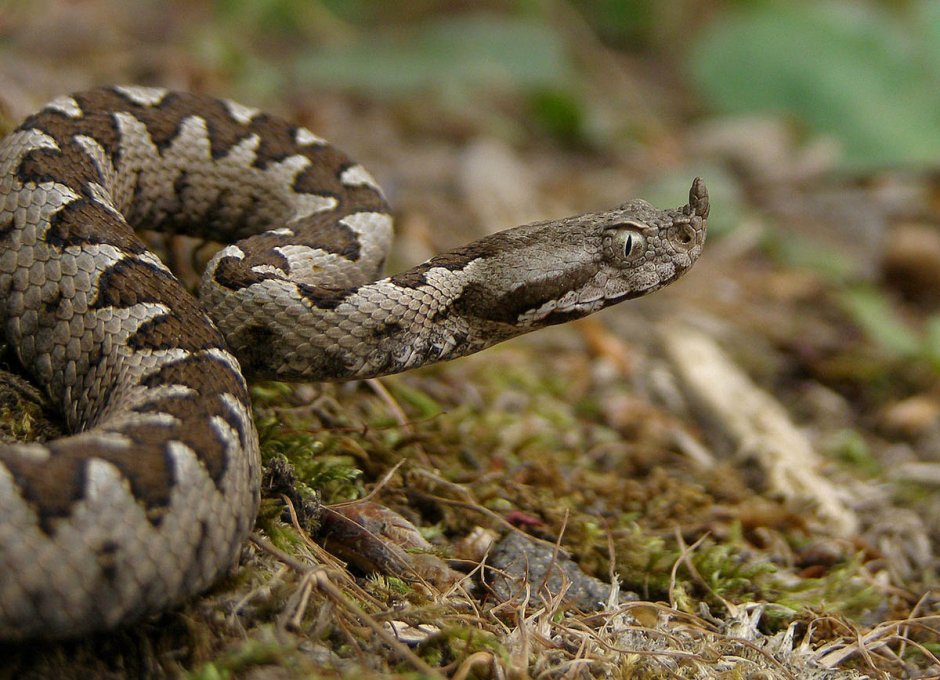 Носатая гадюка Vipera ammodytes