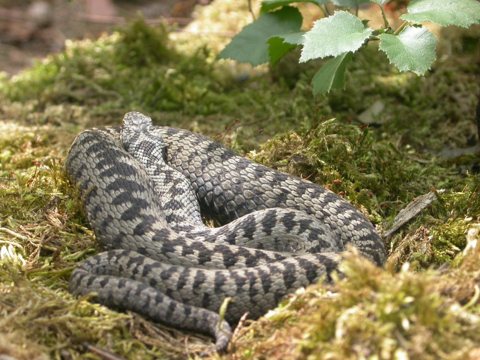Змея Adder