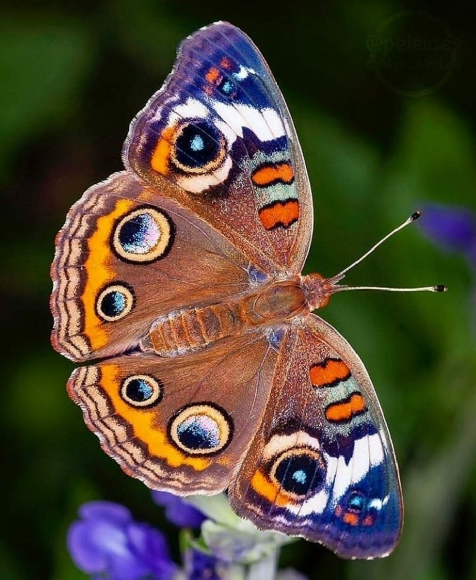 Бабочка Junonia coenia
