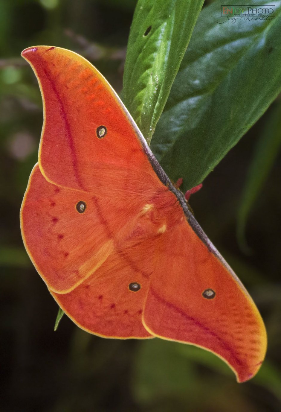 Copaxa syntheratoides