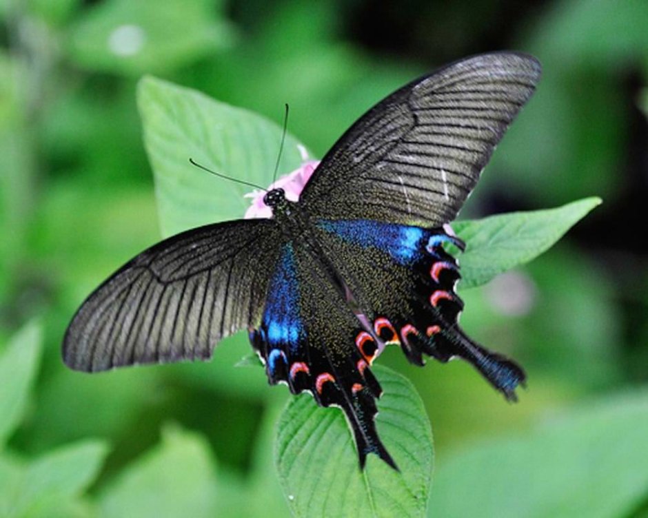 Павлиний парусник (Papilio Chikae)