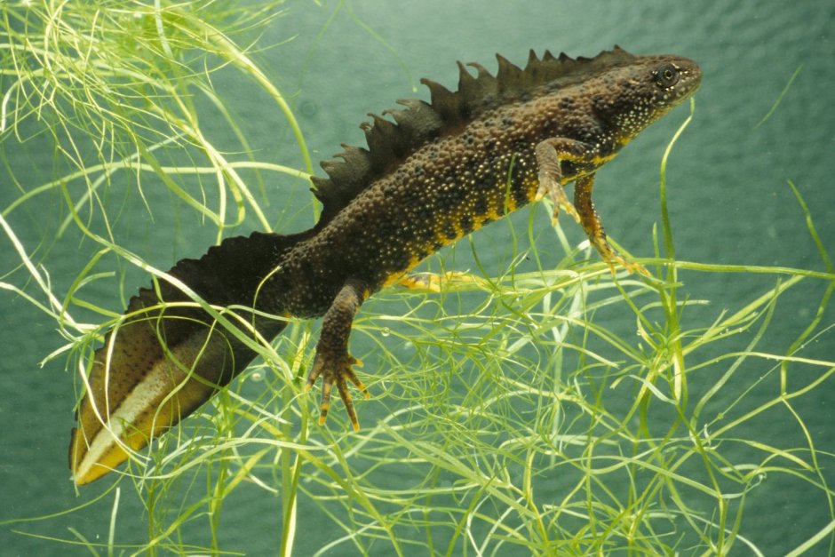 Triturus cristatus гребенчатый Тритон