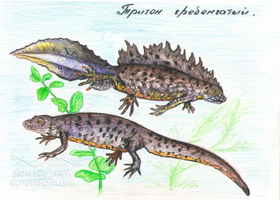 Тритон рисунок