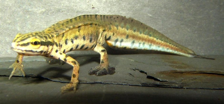 Обыкновенный Тритон Lissotriton vulgaris l