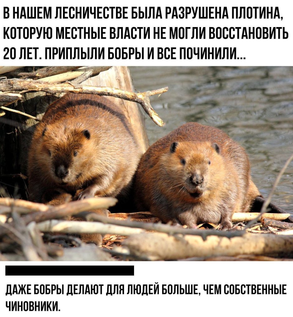 Бобры строители