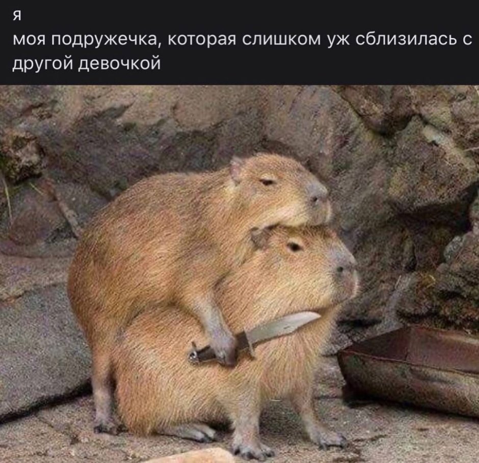Капибара с оружием