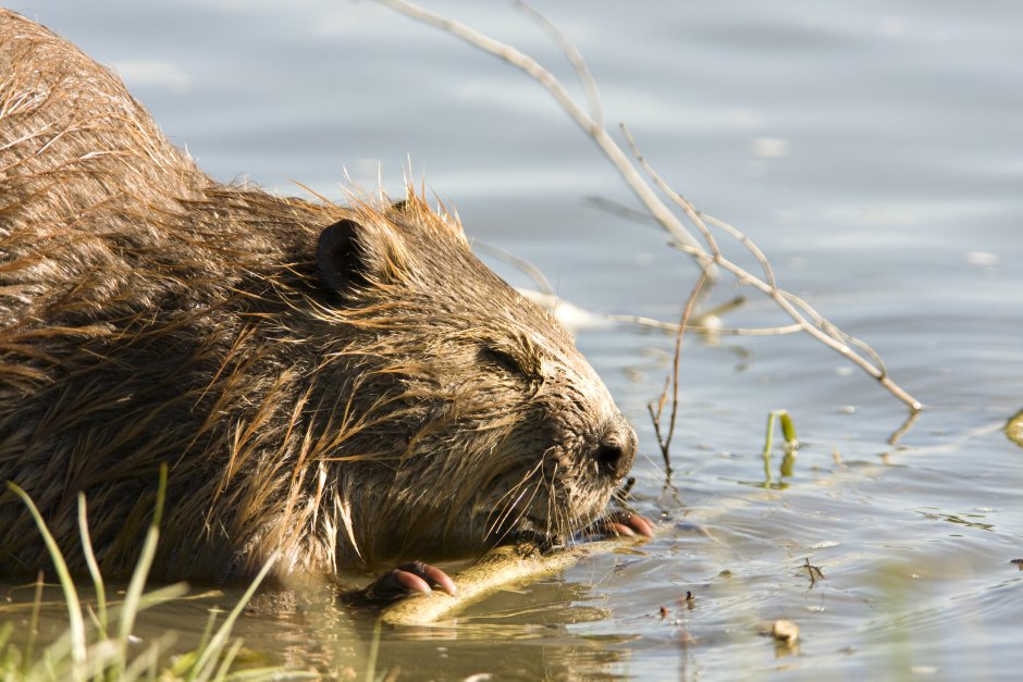 Скорость бобра в воде