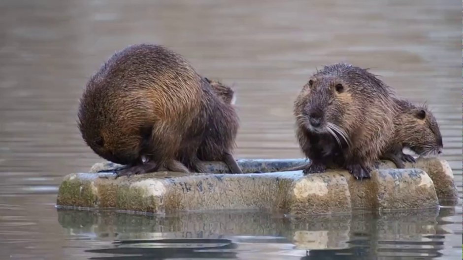 Gray beaver