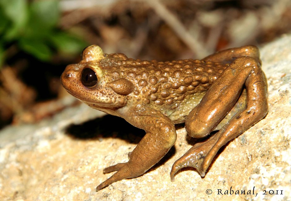 Telmatobufo bullocki