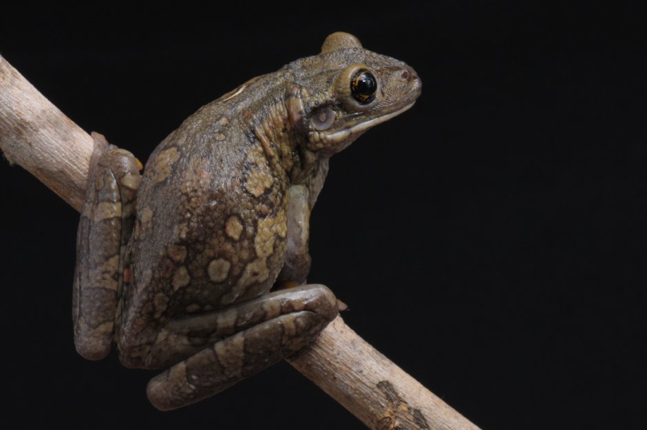 Trachycephalus nigromaculatus