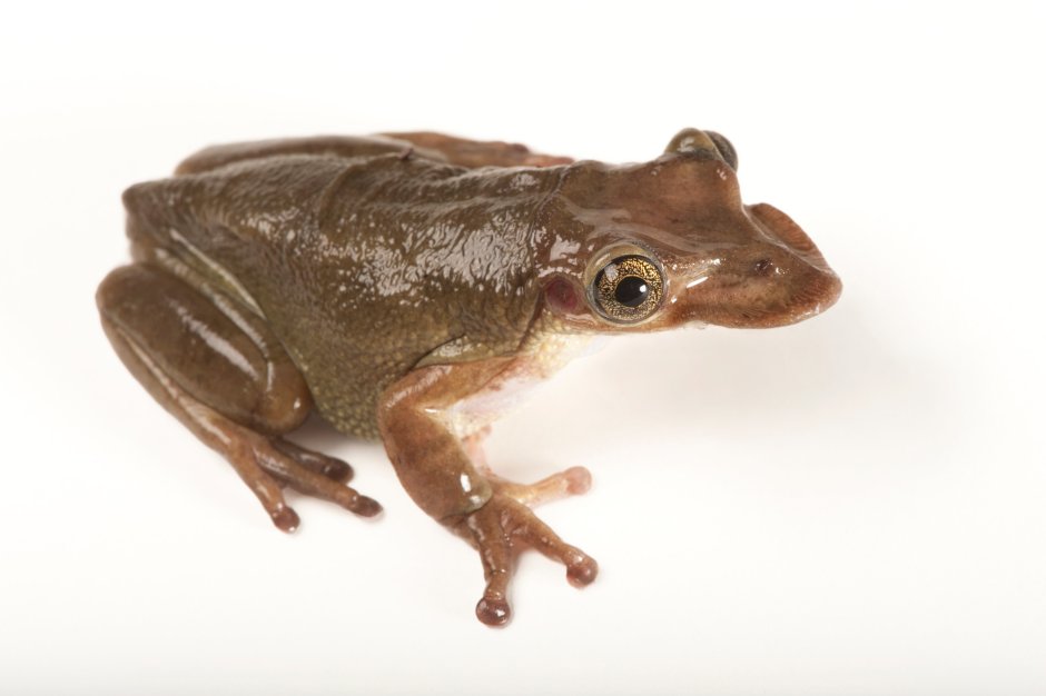 Triprion spatulatus