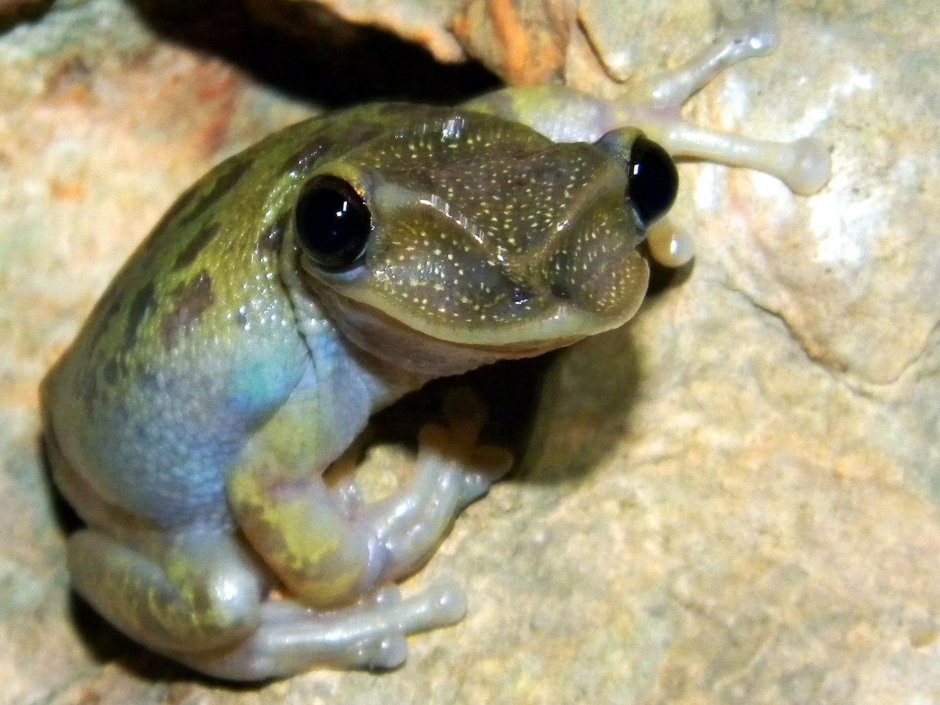 Шлемоголовая лягушка Triprion petasatus