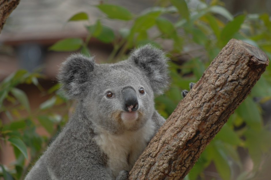 Коала фото