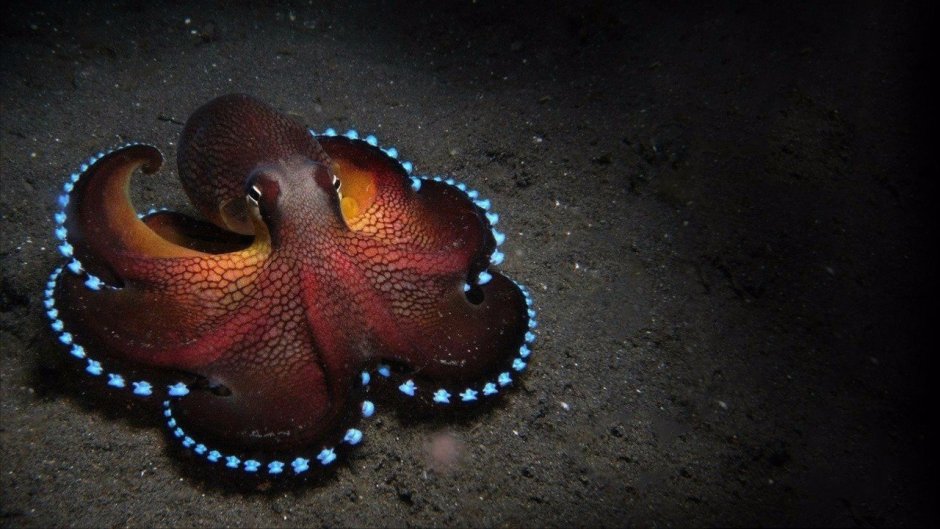 Осьминог меняет цвет
