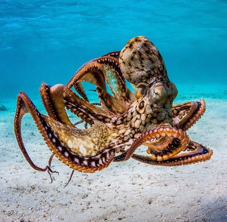 Морской Спрут