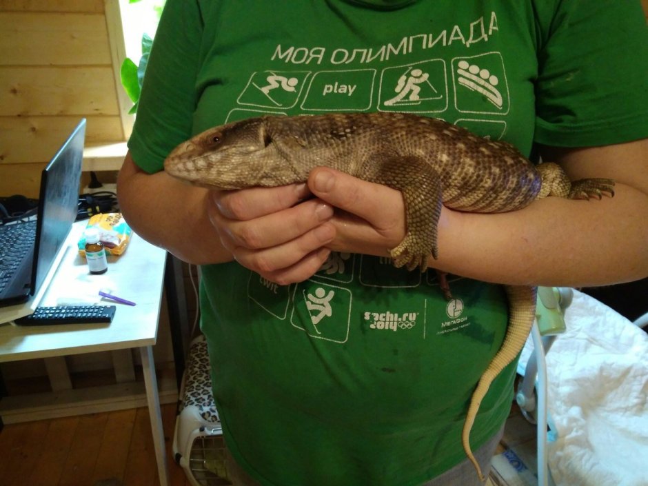 Капский Варан Varanus exanthematicus)