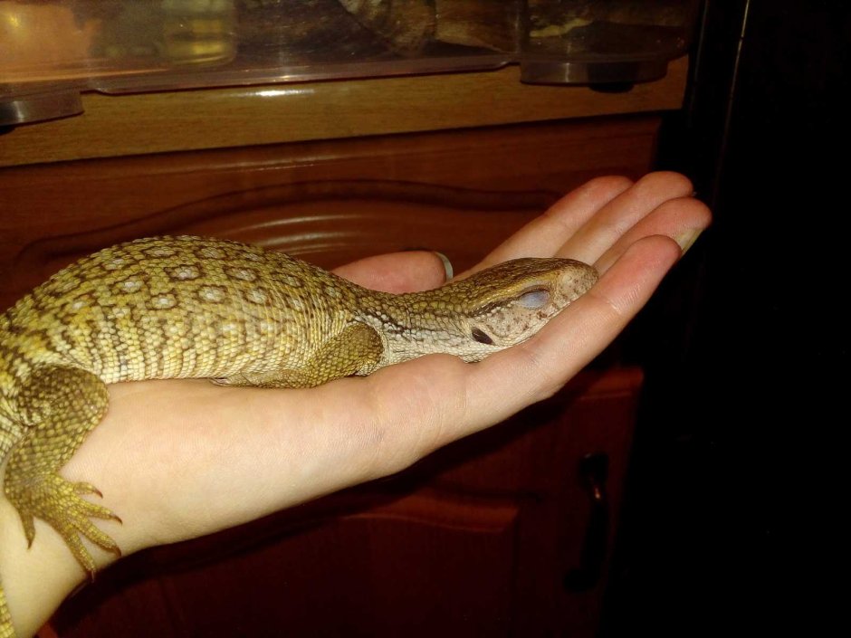 Капский Варан домашний