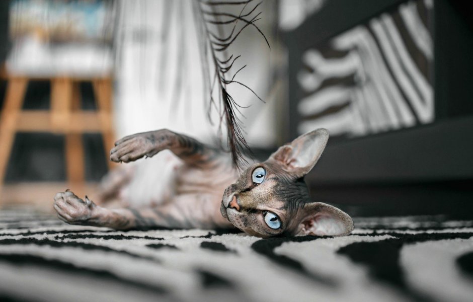 Коты сфинксы