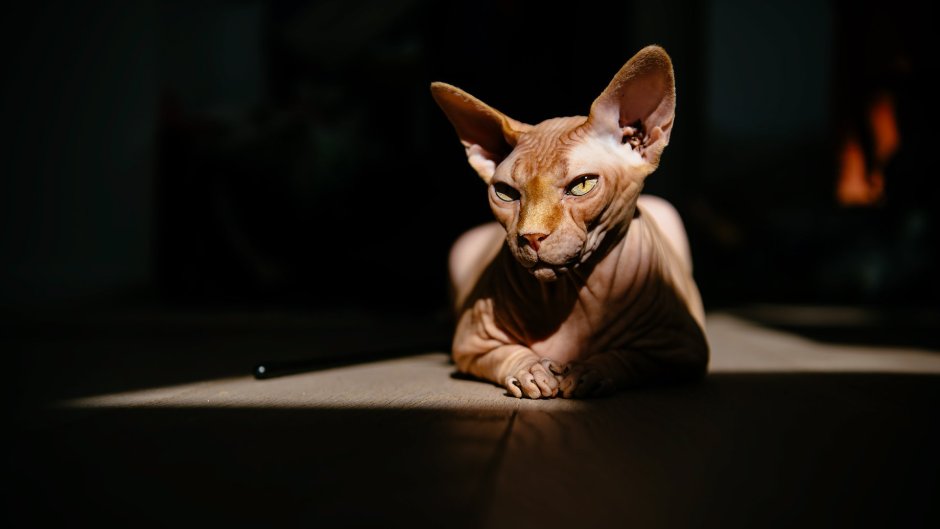 Чёрный сфинкс кошка