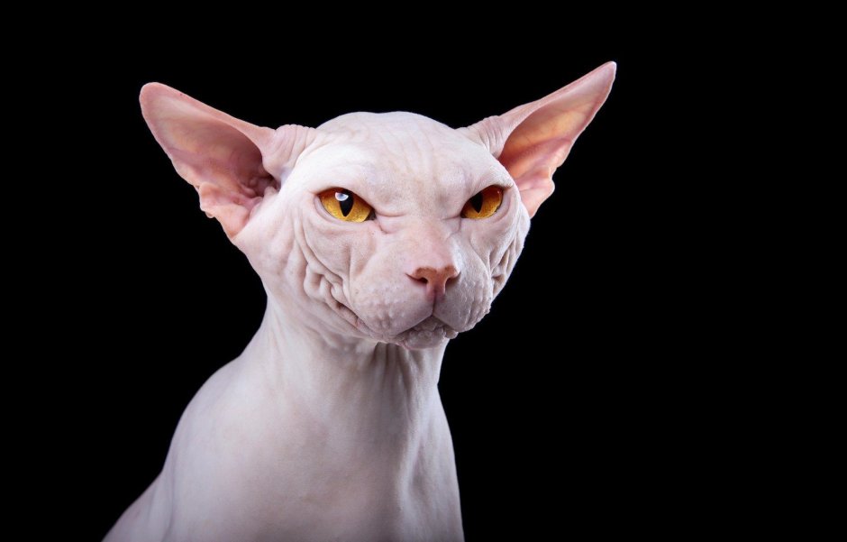 Лысая морда у кота