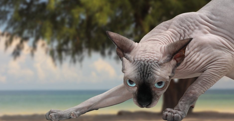 Кот сфинкс Чуча