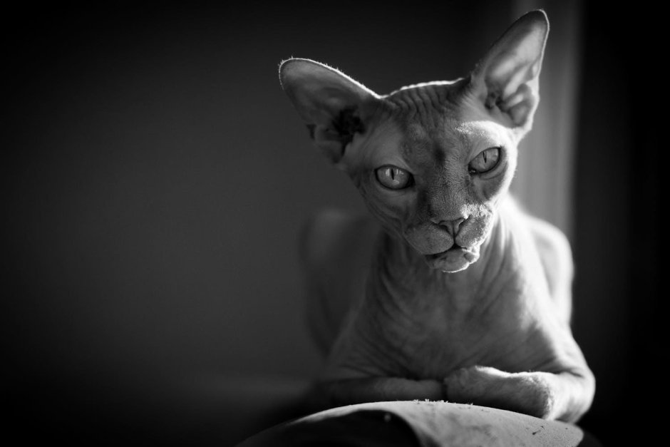Кот сфинкс леьаень
