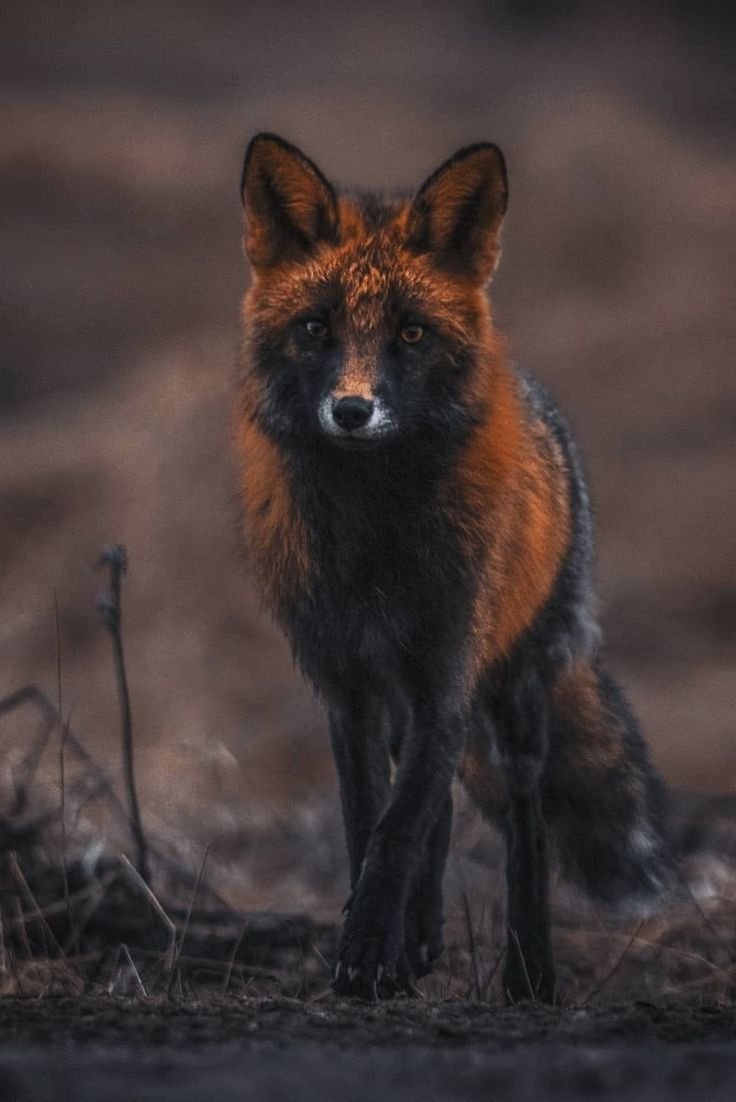 Лиса в тёмных образах