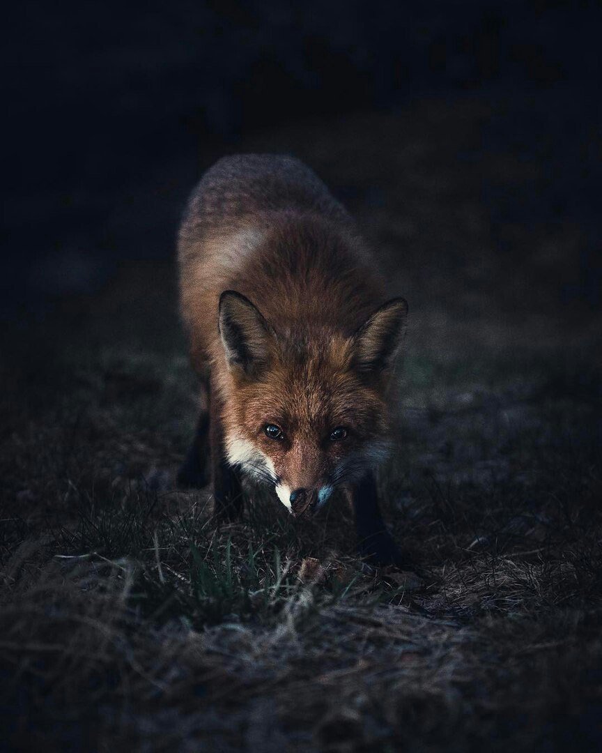 Лиса в темном лесу