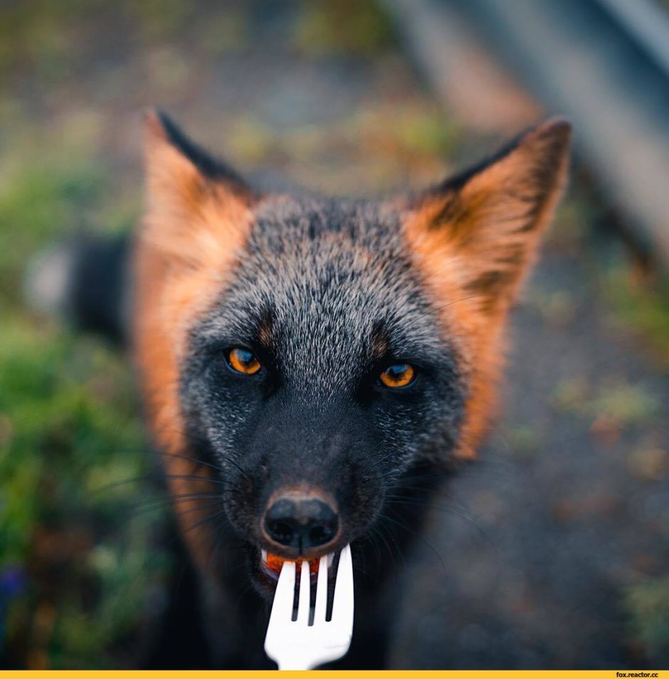 Лиса чернобурка