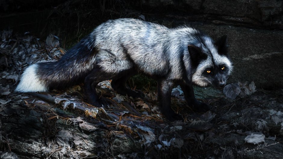 Silver Fox животное
