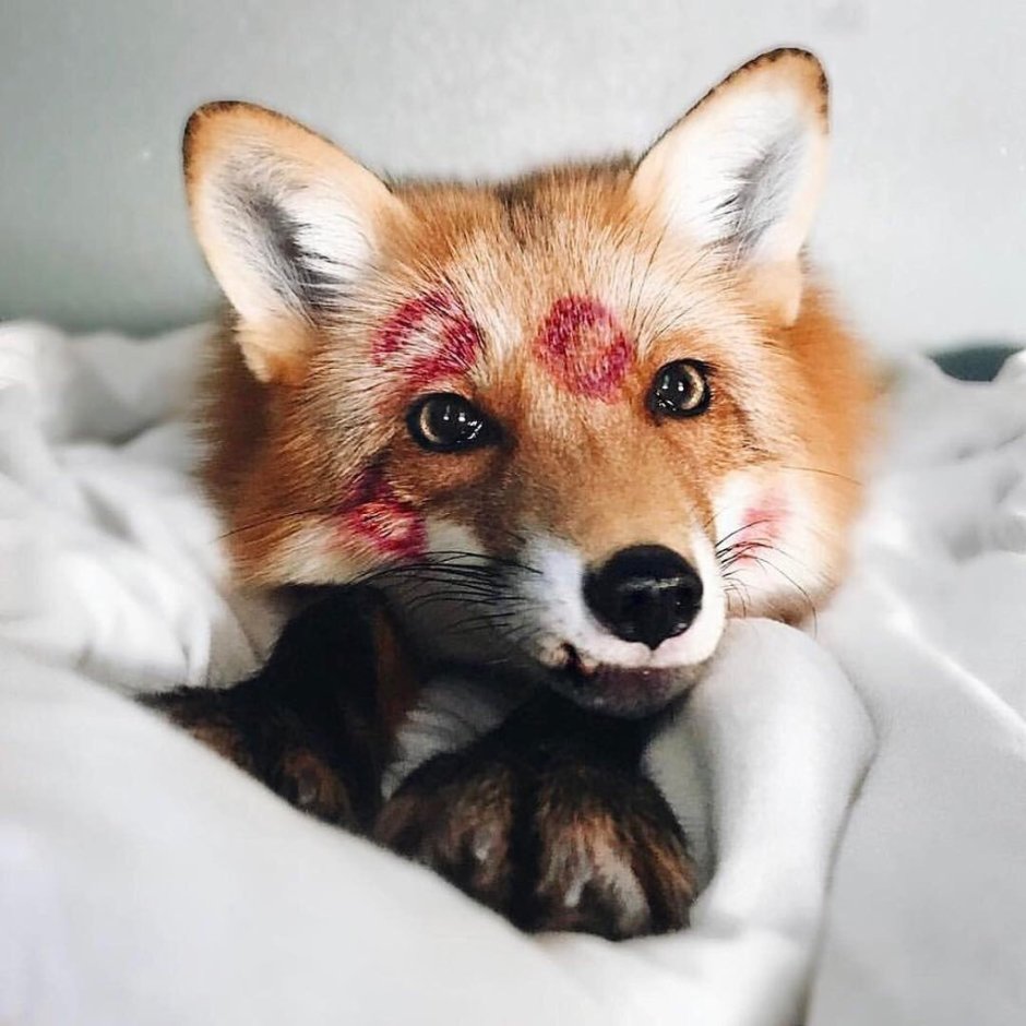 Домашняя лиса Джунипер