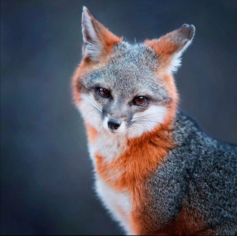 Персонажи лиса ОС