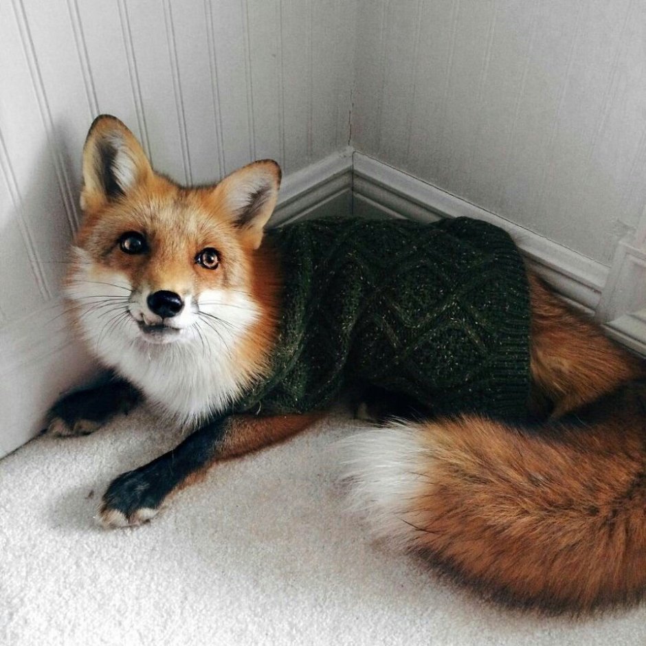 Лиса породы Джунипер