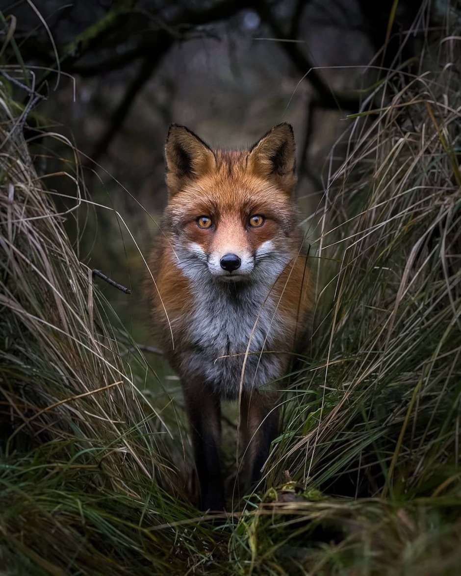 «Лиса в лесу»