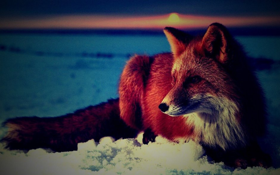 Красная лиса