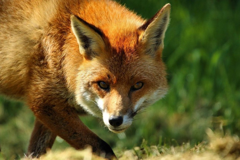 Красные животные в природе