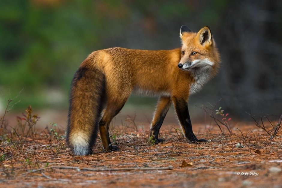 Рыже бурая лиса