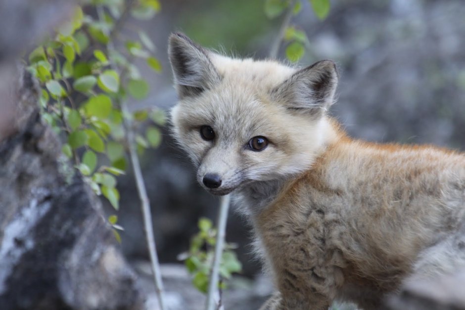 Серая лисица