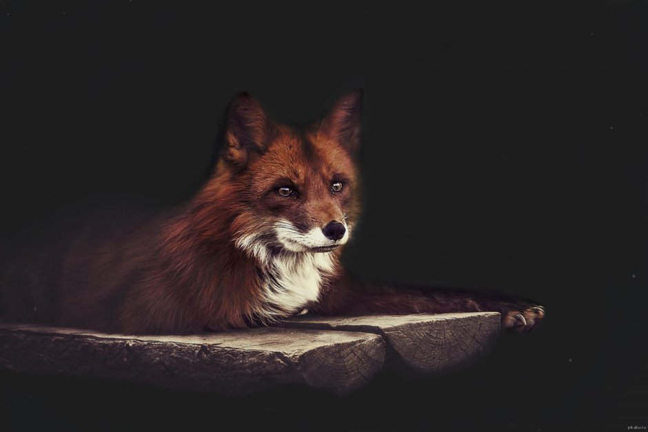 Печальная лиса