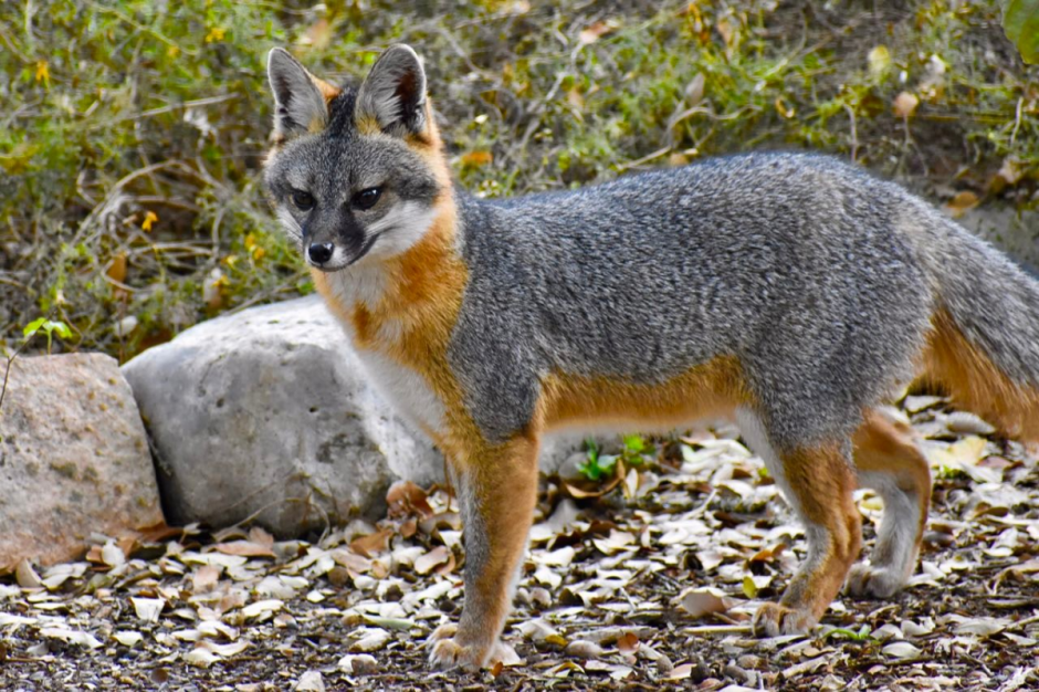 Пампасская лисица Южной Америки