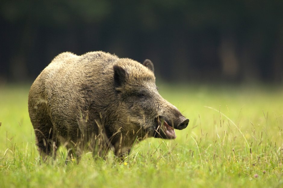 Европейский дикий кабан sus scrofa Ferus