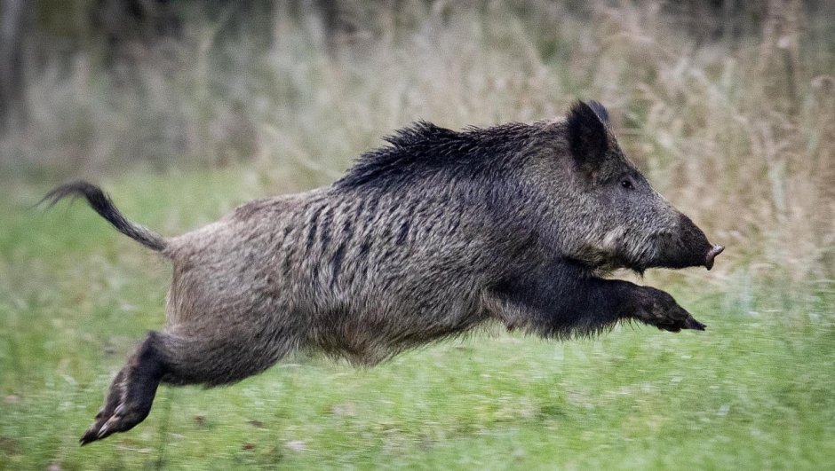 Дикие кабаны» (Wild Hogs)