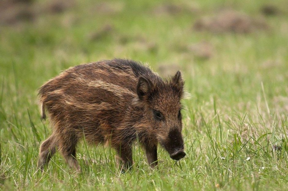 Кабан (sus scrofa)