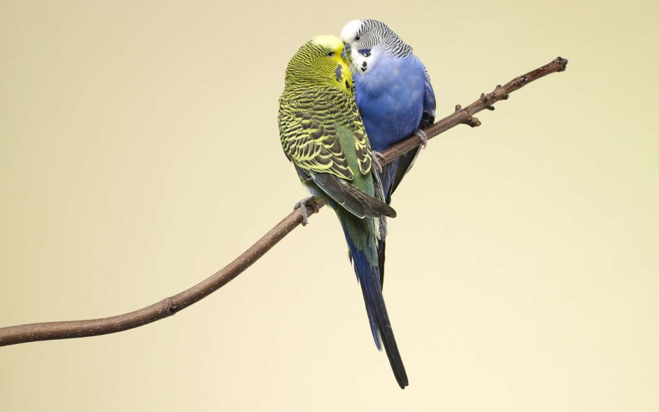 Волнистый попугай Budgie