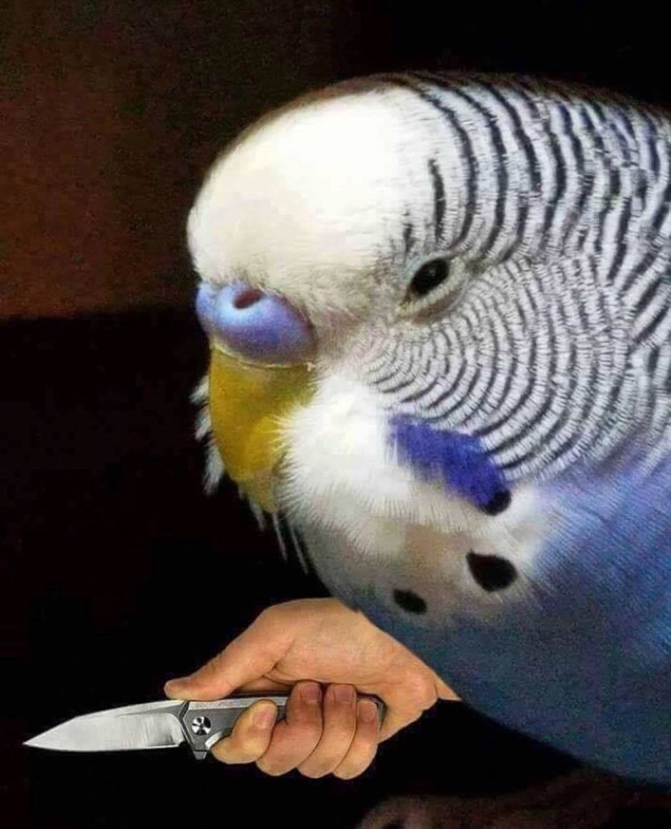 УГАРНЫЙ попугай