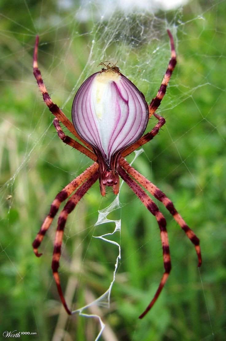Паук гибрид