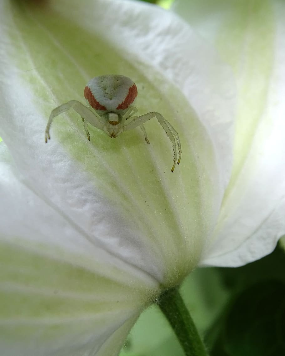 Паук бокоход белый