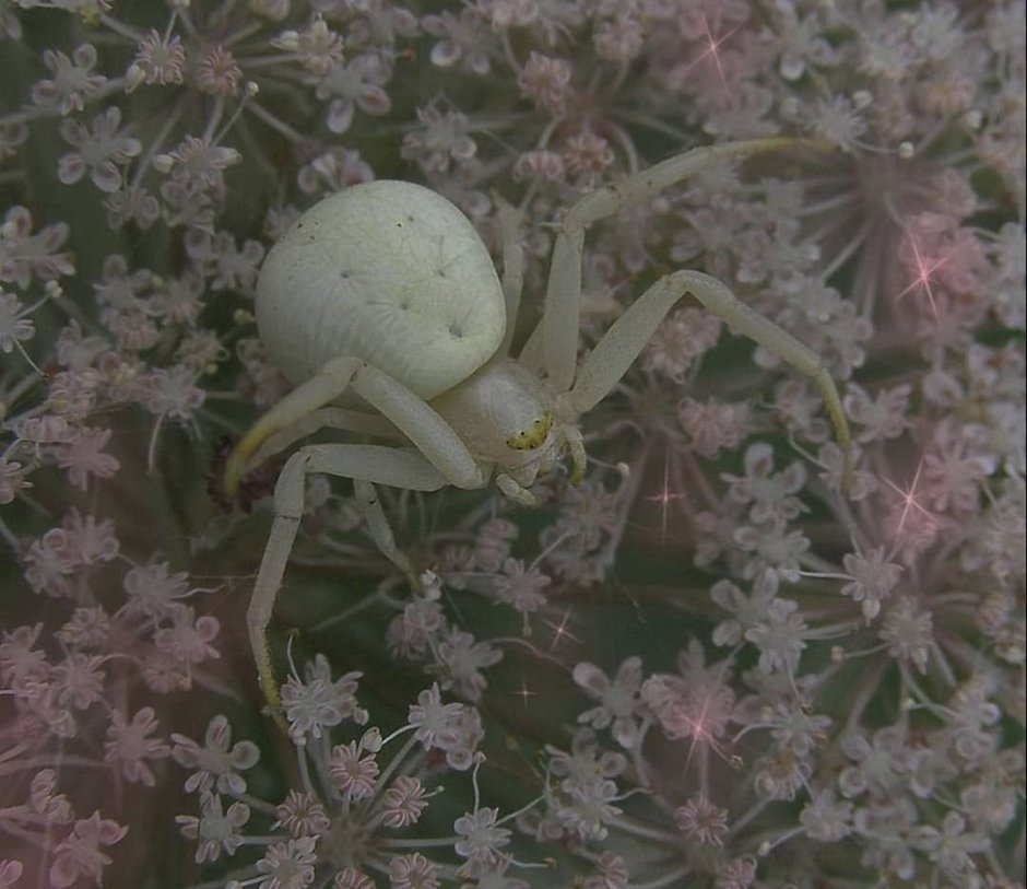 Каракурт альбинос паук