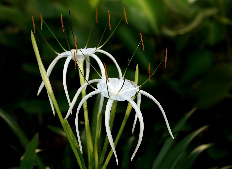 Гименокаллис Прибрежный