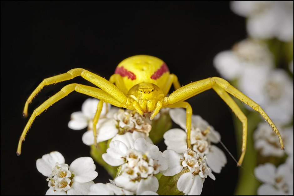 Паук Мизумена косолапая ядовитый